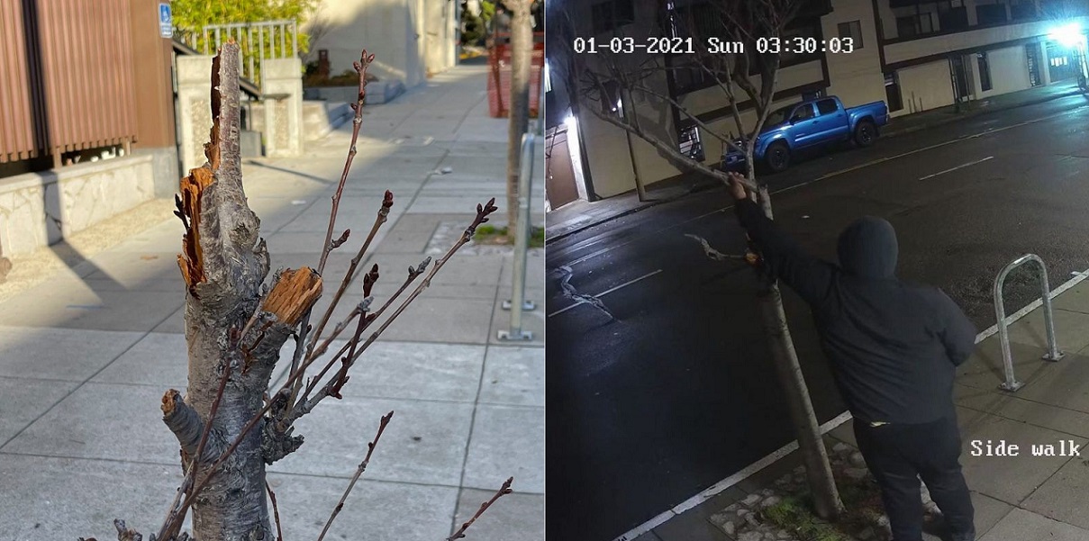 Vandals Hack Down Historic Cherry Blossom Trees In Sf Japantown Asian Dawn